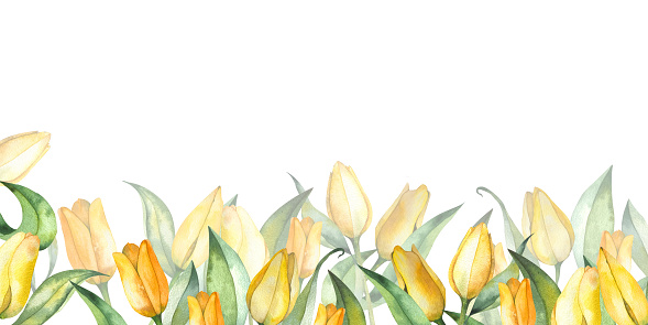 floral border of yellow tulips and leaves. Botanical watercolor illustration on a white background. for the design