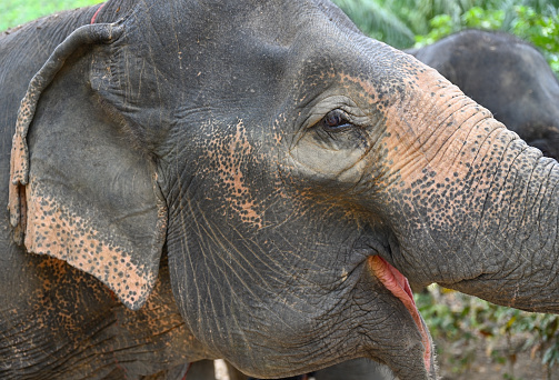 Close-up face of an elephant with its mouth open