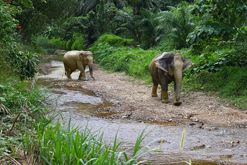 Two elephants stained with mud walk along the river. Khao Lak Province, Thailand