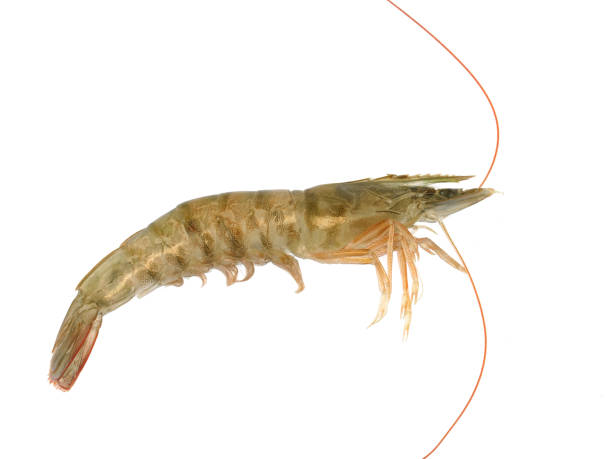 istock Fresh single living shrimp isolated on white background 1941588882
