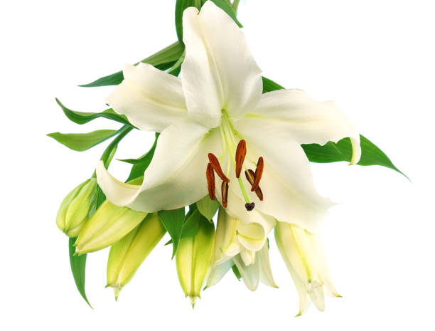 istock white lily bud in bunch isolated on white background 1941591543