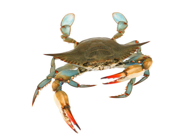 istock live blue crab isolated on white background 1941592077