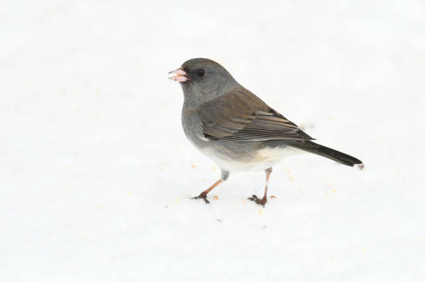 istock black eyed junco standing on snow covered ground 1941592593