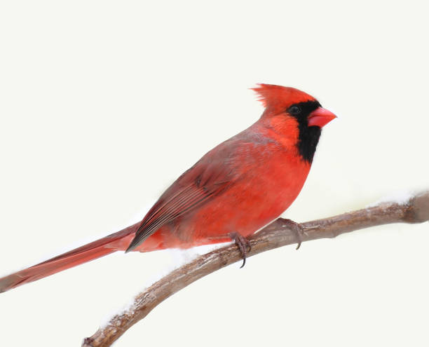 male red cardinal standing on tree branch in snow