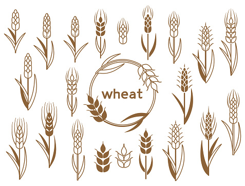 A set of illustrations of icons inspired by wheat and barley.