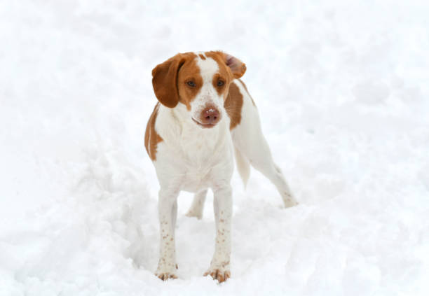 close up on dog in the winter snow