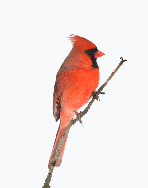 istock male red cardinal standing on tree branch in snow 1941595775