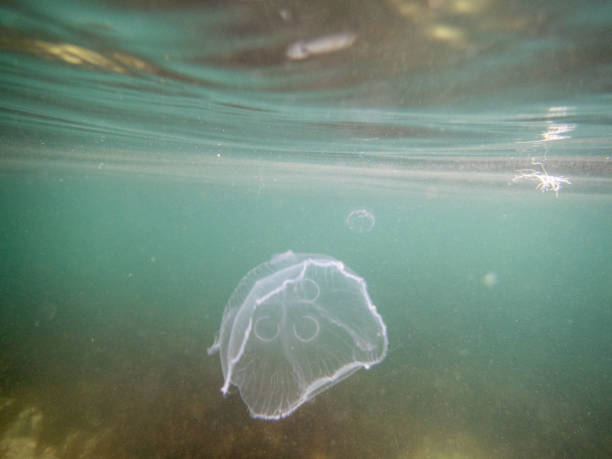 istock Jellyfish swimming in muddy sea 1941597876