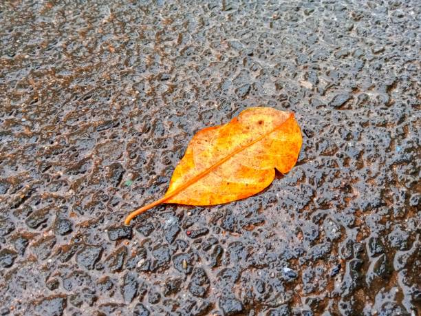 Leaves falling on the wet asphalt