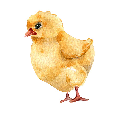 Watercolor cute chicken. Fluffy yellow bird illustration isolated on white. Little Easter chick hand drawn . Painted farm nestling. Domestic pet youngling. Element for design Easter, package, book.