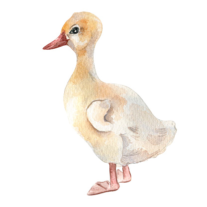 Watercolor cute white bird. Gosling illustration isolated on white. Little Easter goose chick hand drawn . Painted farm nestling farm. Domestic pet youngling. Element for design Easter, package.