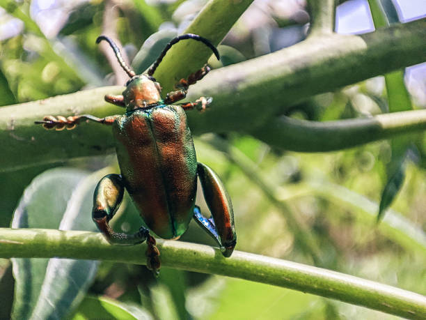 istock Rainbow Beetle or Dogbane or Frog Legged Leaf sitting on a tree branch 1941633892