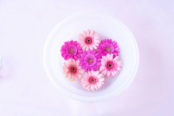 istock Pink gerberas floating in water.  white background. 1941649946