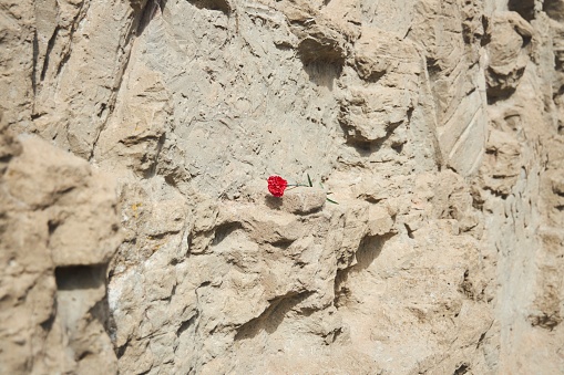 Commemorative carnation in honor of the soldiers who died in the war