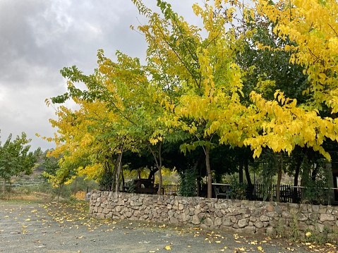 Big trees with yellow and falling leaves outside a restaurant in the mountains of Troodos