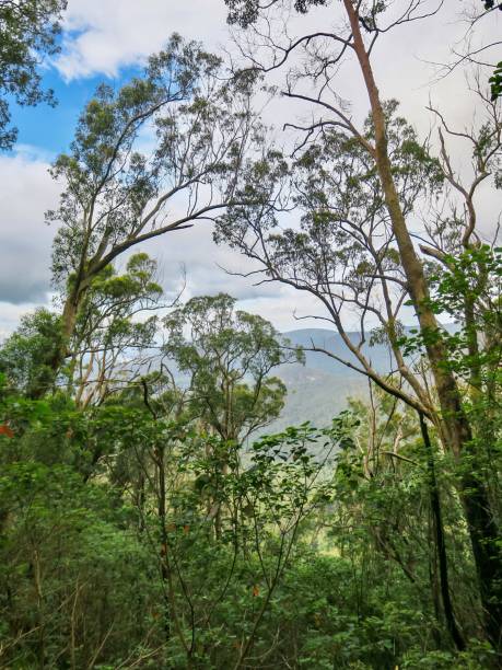 istock The Lush Australian Rainforest 1941705211