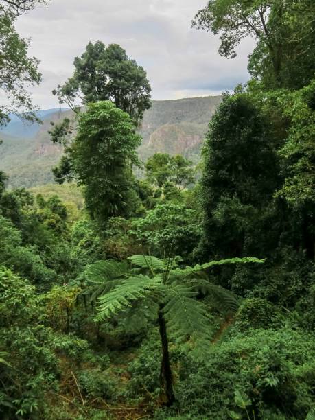 istock The Lush Australian Rainforest 1941706239