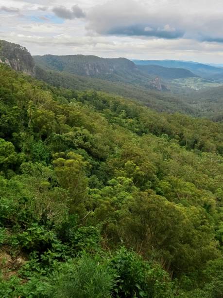 istock The Lush Australian Rainforest 1941706248