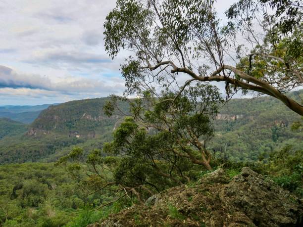istock The Lush Australian Rainforest 1941706750