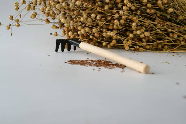 Small rake. Flax seeds pods. Flax seeds. Copy space.