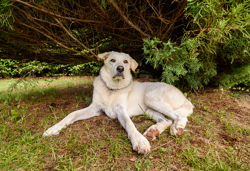 White female Maremma Shepherd dog under the plant in the garden.