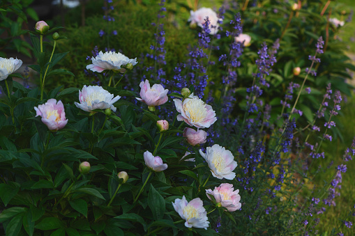 Pink peony Vanity growing with nepeta fassenii in summer cottage garden