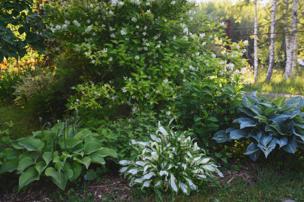 istock various hostas growing in summer garden. Perennial for shady spaces. 1941761005