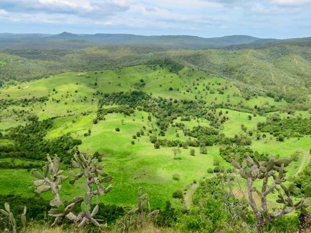 istock Cacti and the Lush Pasture 1941763635