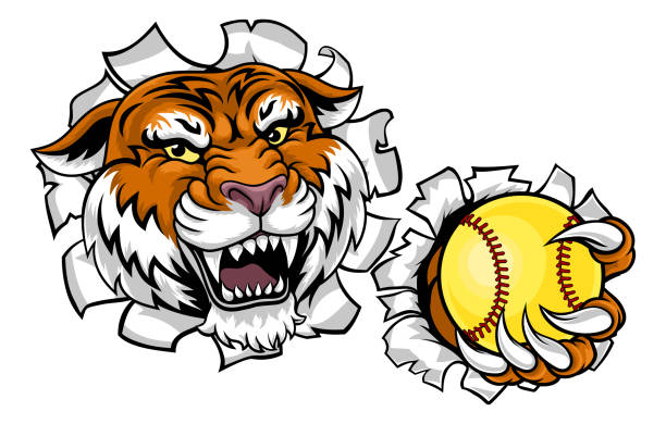 illustrazioni stock, clip art, cartoni animati e icone di tendenza di tiger softball animal sports team mascot - baseballs baseball breaking broken