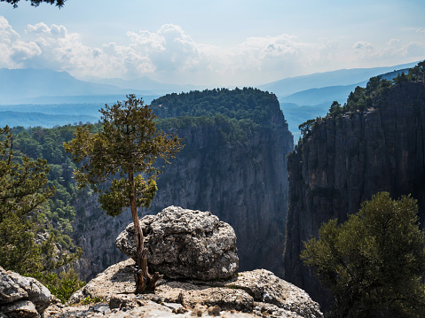 A small pine tree grows on the top of a mountain, on the edge of a cliff in the Tazy Canyon in Turkey. View of the canyon. Beautiful mountain landscape without people