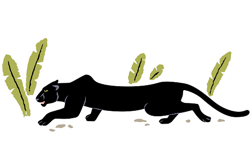 Vector illustration of a black panther sneaking, hunting in the tropical forest isolated on white background
