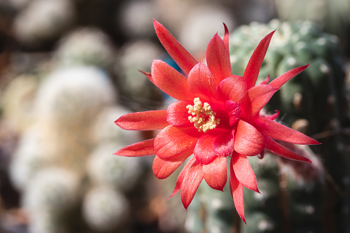 Blooming red flower of Matucana cactus. Macro concept.