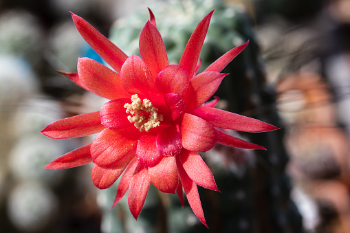 Blooming red flower of Matucana cactus. Macro concept.