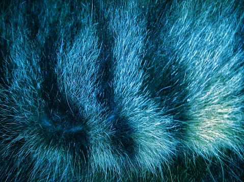 Blue color animal hairy skin fluffy for background design elements