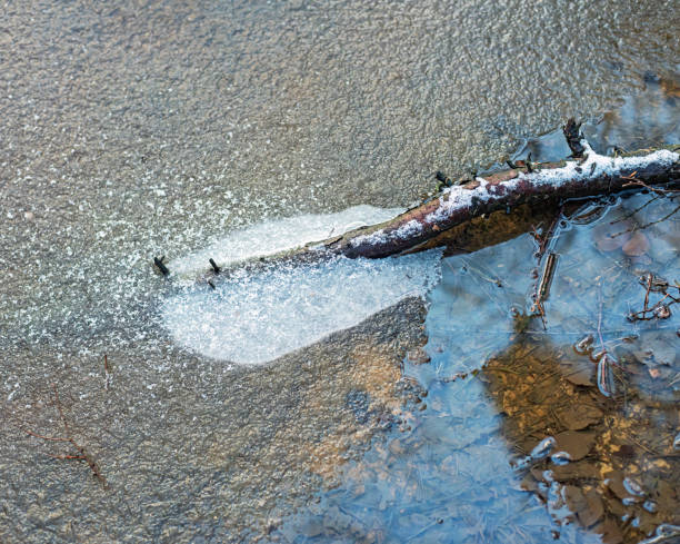 Branch in frozen water covered with some snow.