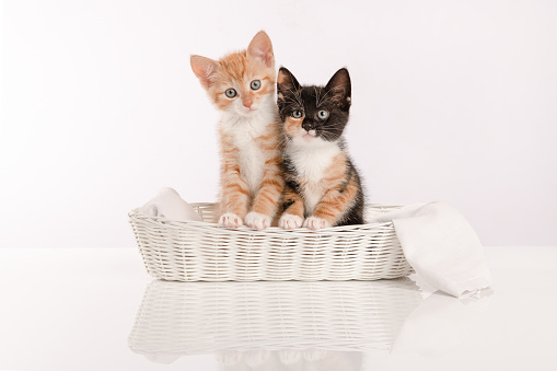 Two cute kittens in a white basket on a white background