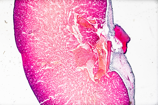 Kidney Sample Histology Sample Kidney Ls Under Light Microscopy With White Background ...