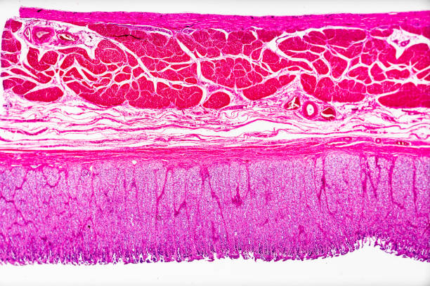 istock histology sample Fundus of stomach sec. under light microscopy with white background 1941858984