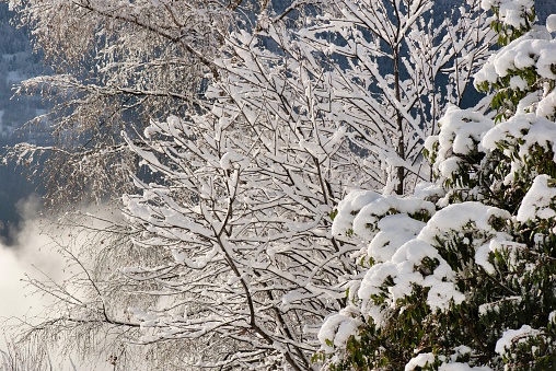 closeup of tree branches covered with snow in a garden
