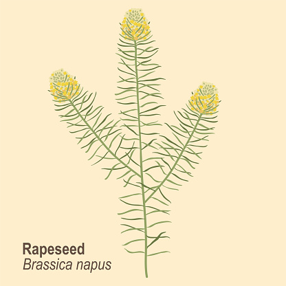 Hand drawn vector illustration. Isolated branch of flowering rapeseed plant