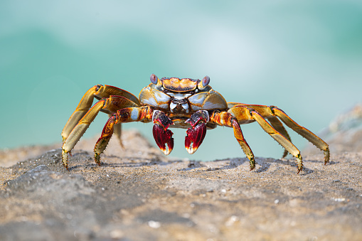 A female Maryland Blue Crab from the Chesapeake Bay walks along a pier after being caught by a fisherman in the late afternoon.