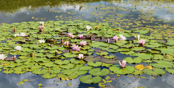 istock White and reddish flowering water lilies in a pond 1941885501