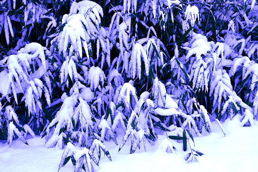 Cold temperature winter resistant bamboo leaves covered with snow