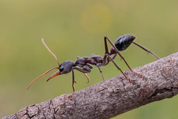 istock Australian Bull Dog Ant 1941906638