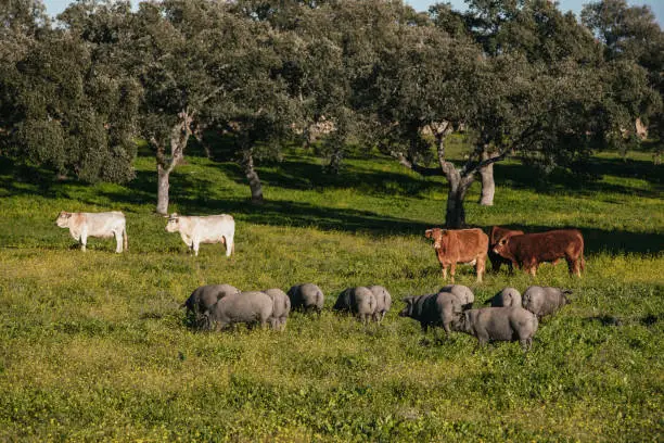 Photo of White and brown cows pasturing free together with iberian pigs