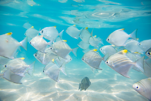 A school of silver fish with yellow fins is swimming close to the sandy ocean floor. The clear blue water above and the sunlight filtering through create a serene underwater environment. The fish are swimming in a group, with their fins moving in unison. The sandy ocean floor is visible, with small rocks and shells scattered around. The sunlight filtering through the water creates a beautiful effect, illuminating the fish and the sandy ocean floor.