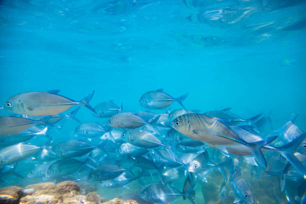 School of Silver Fish Swimming in Clear Blue Ocean Water.