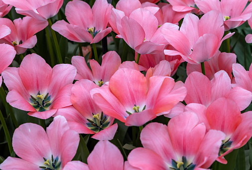 Top view of full frame colorful different color tulips, flowering in the garden for background.