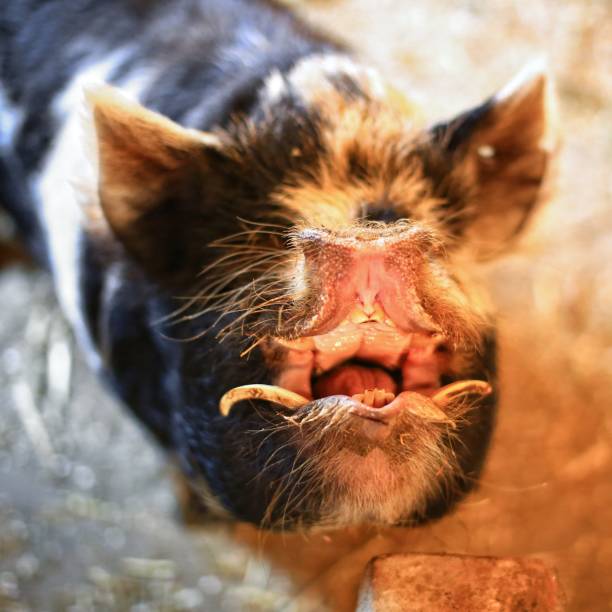Hungry pet pig opening its snout widely.