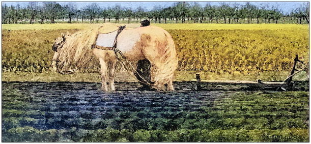 Antique dotprinted photo of paintings: Ploughing